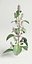 flowering mint 3d max