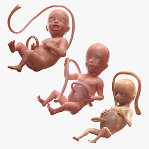 Second Trimester Human Embryos Rigged Collection for Modo 3D model