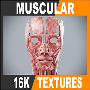 3d anatomically human female body