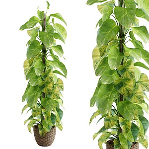 3D Epipremnum aureum