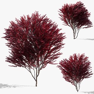 3D Prunus cerasifera Pissardi model