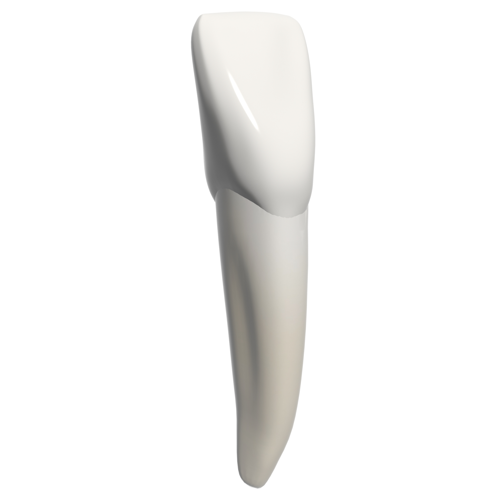 3d incisor model