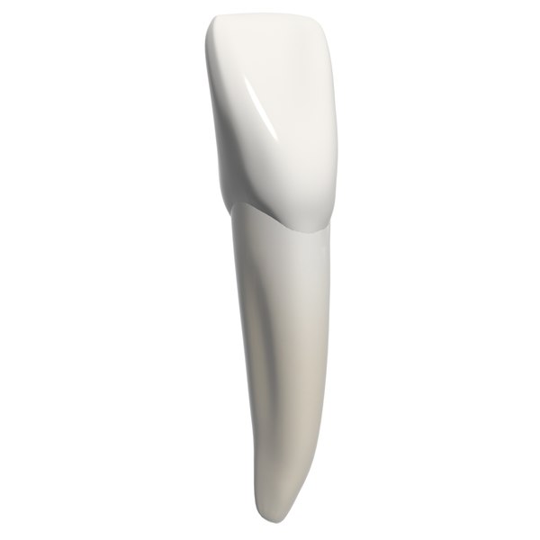3d incisor model