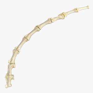 3D South American Coati Nasua Nasua Tail Bones Caudal Vertebrae 02
