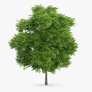 wild service tree 6 3d model