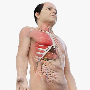 3D elder male anatomy