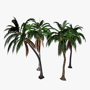 coconut tree 3D model