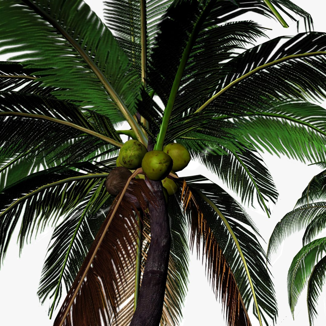 Coconut Tree 3D Model - TurboSquid 1428862