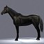 horse animations 3d model