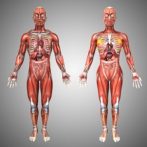 human male female anatomy 3d model
