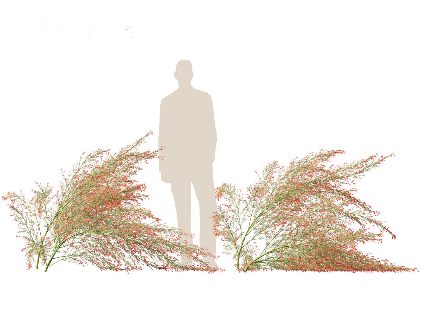 3D Russelia equisetiformis - Coral Plant Firecracker model https://p.turbosquid.com/ts-thumb/Ue/BzqHij/MB/russeliaequisetiformis017/jpg/1695028794/1920x1080/fit_q87/7d3e51873c67f9cbf06d38a5b35a99c547e53677/russeliaequisetiformis017.jpg