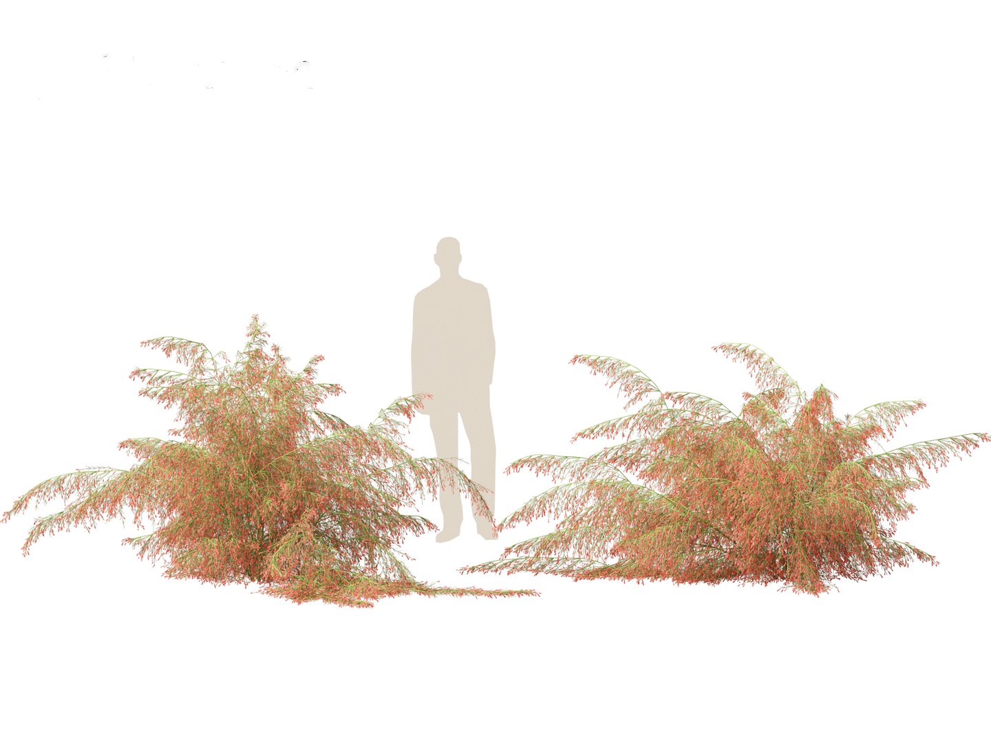 3D Russelia equisetiformis - Coral Plant Firecracker model https://p.turbosquid.com/ts-thumb/Ue/BzqHij/R9/russeliaequisetiformis013/jpg/1695028757/1920x1080/fit_q87/4b51eb24541cd9f0d54807370b348d322f4012c0/russeliaequisetiformis013.jpg