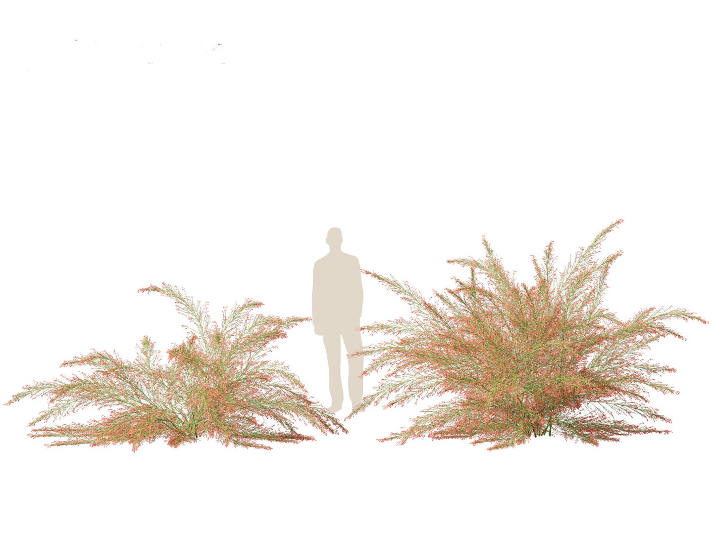 3D Russelia equisetiformis - Coral Plant Firecracker model https://p.turbosquid.com/ts-thumb/Ue/BzqHij/aZ/russeliaequisetiformis015/jpg/1695028774/1920x1080/fit_q87/edba8e4d0e96fe3b3b3064ab2f45d0ffbfa0cb20/russeliaequisetiformis015.jpg