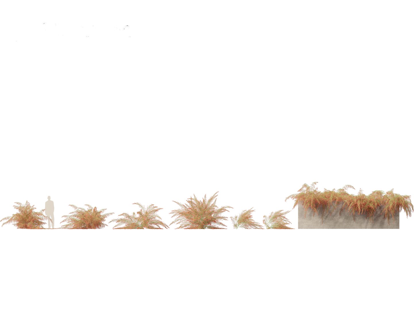3D Russelia equisetiformis - Coral Plant Firecracker model https://p.turbosquid.com/ts-thumb/Ue/BzqHij/cW/russeliaequisetiformis011/jpg/1695028739/1920x1080/fit_q87/a6d18314ff4368a1850656162d0655046715befb/russeliaequisetiformis011.jpg