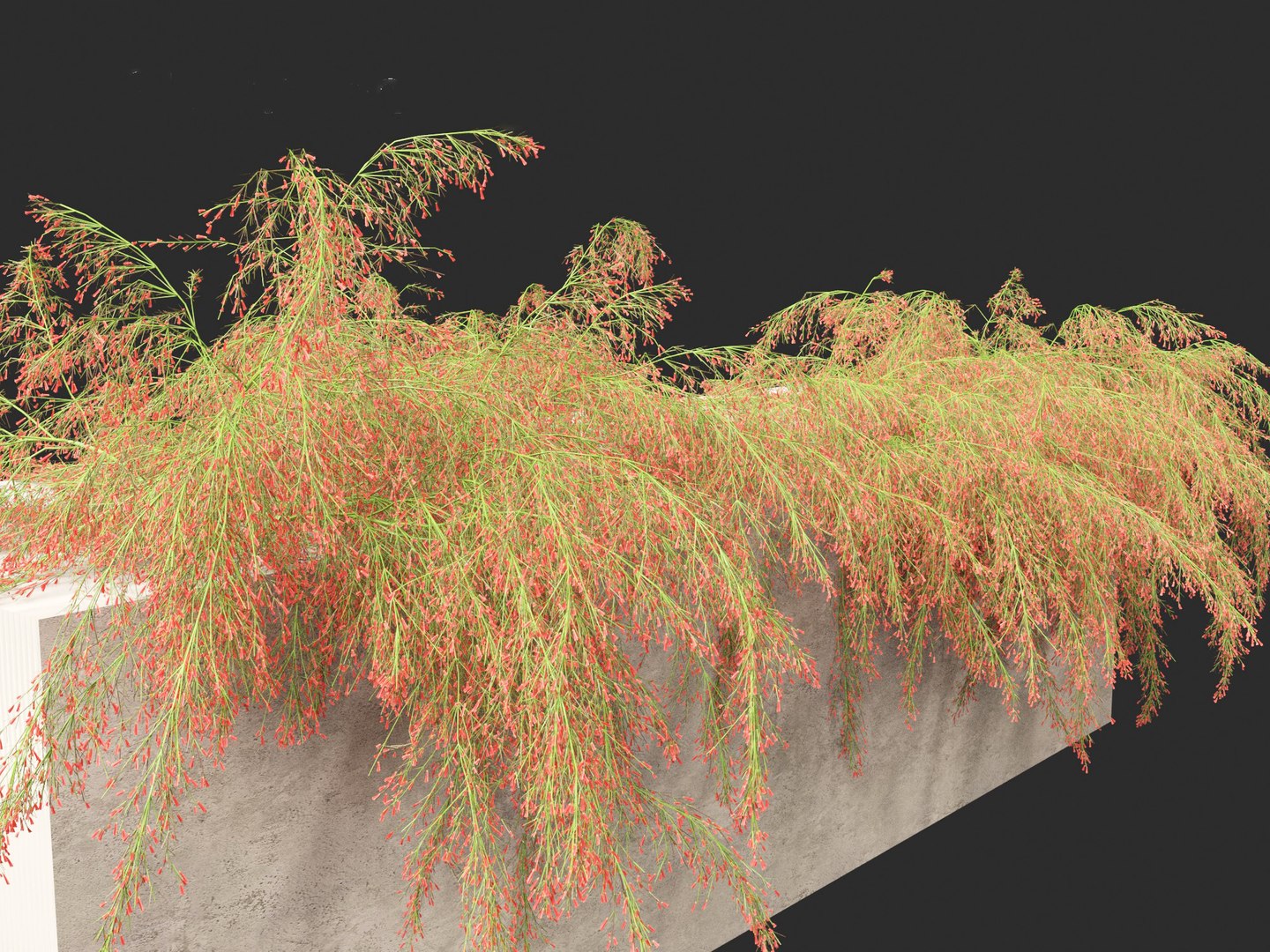 3D Russelia equisetiformis - Coral Plant Firecracker model https://p.turbosquid.com/ts-thumb/Ue/BzqHij/qw/russeliaequisetiformis0112/jpg/1695028819/1920x1080/fit_q87/6396cafcba6c52e1d5a1cabd5a1820c40ea1338b/russeliaequisetiformis0112.jpg