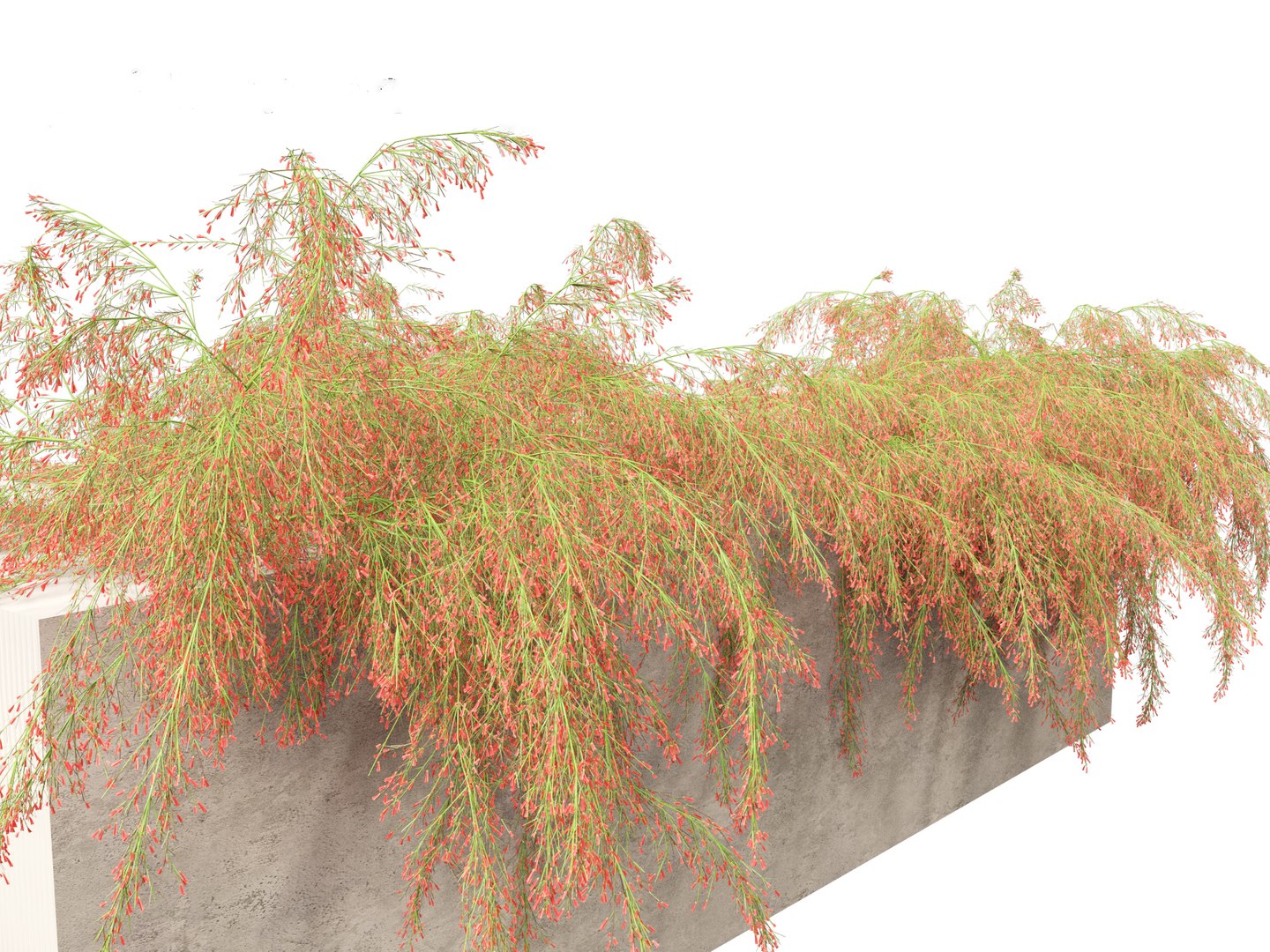 3D Russelia equisetiformis - Coral Plant Firecracker model https://p.turbosquid.com/ts-thumb/Ue/BzqHij/va/russeliaequisetiformis0111/jpg/1695028826/1920x1080/fit_q87/1ec07e764fefadfea1d3ba8415b37d25bed95c2f/russeliaequisetiformis0111.jpg