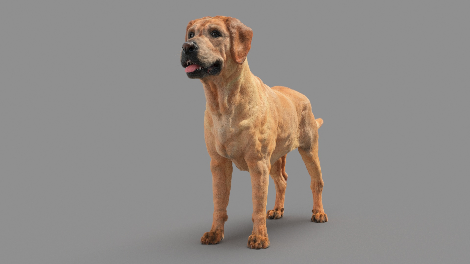 Labrador Retriver 3D Model - TurboSquid 1735124