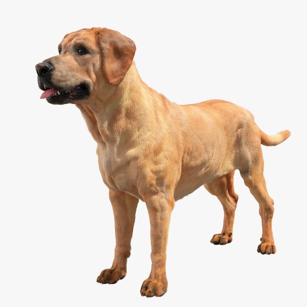 Labrador Retriver 3D model