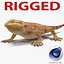 3d bearded dragon rigged model
