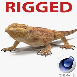 Bearded Dragon Rigged for Cinema 4D