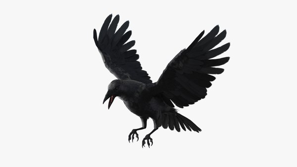 3D crow animations - TurboSquid 1437323