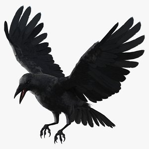 Crow Animated