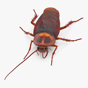 cockroach cleans mustache bug 3D model