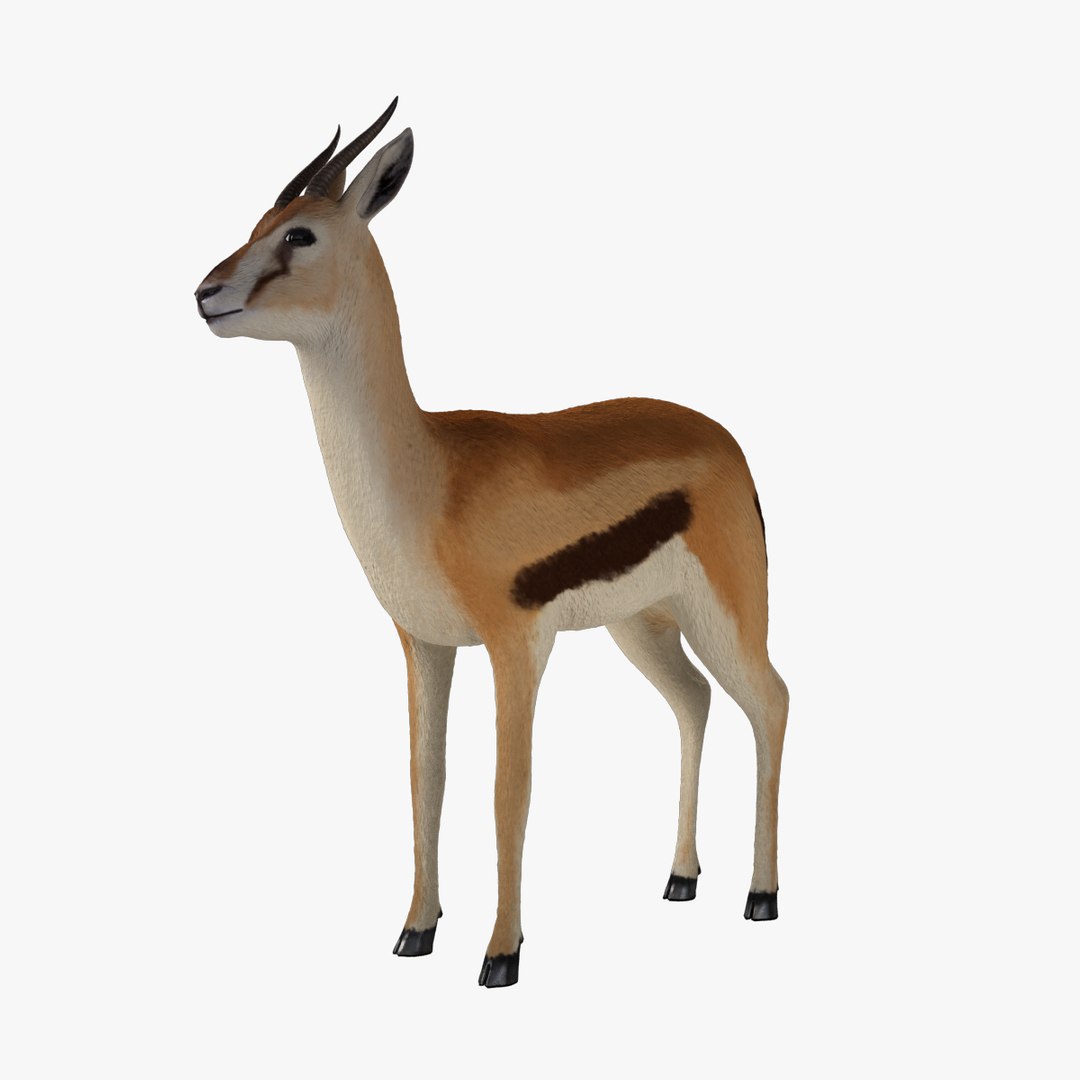 3d model fawn gazelle https://p.turbosquid.com/ts-thumb/Ue/fajE9A/UFMEHst8/gazelle_v009_fawn_nofur.0001/jpg/1458851430/1920x1080/fit_q87/3c8fe7c4a05dcd82177ec63fc4f3886c86d4b7bd/gazelle_v009_fawn_nofur.0001.jpg