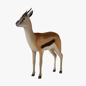 3d model fawn gazelle
