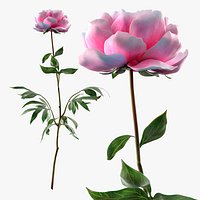 Decorative Garden Peony with Full Pink Petals Pink