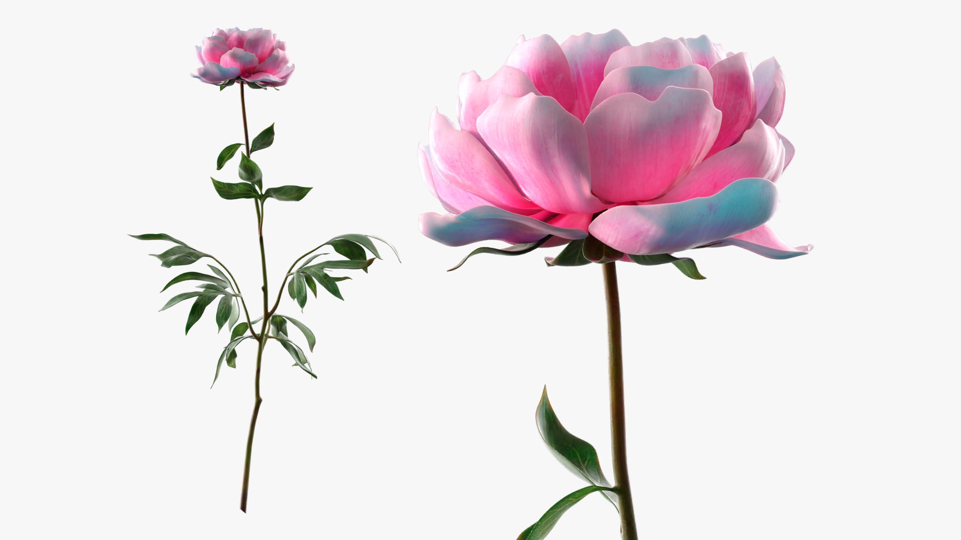 Decorative Garden Peony with Full Pink Petals Pink 3D model preview