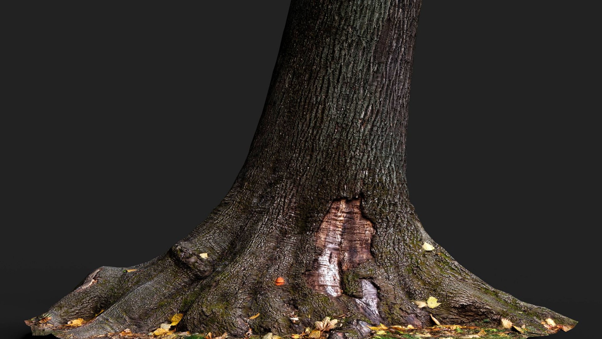 3D model tree bark wide trunk part PBR photogrammetry https://p.turbosquid.com/ts-thumb/Ue/o7iGds/hb/preview2/jpg/1756111223/1920x1080/fit_q87/c1d69ec7190ffd1c26b79d5e27c3aa80b4c14d0b/preview2.jpg