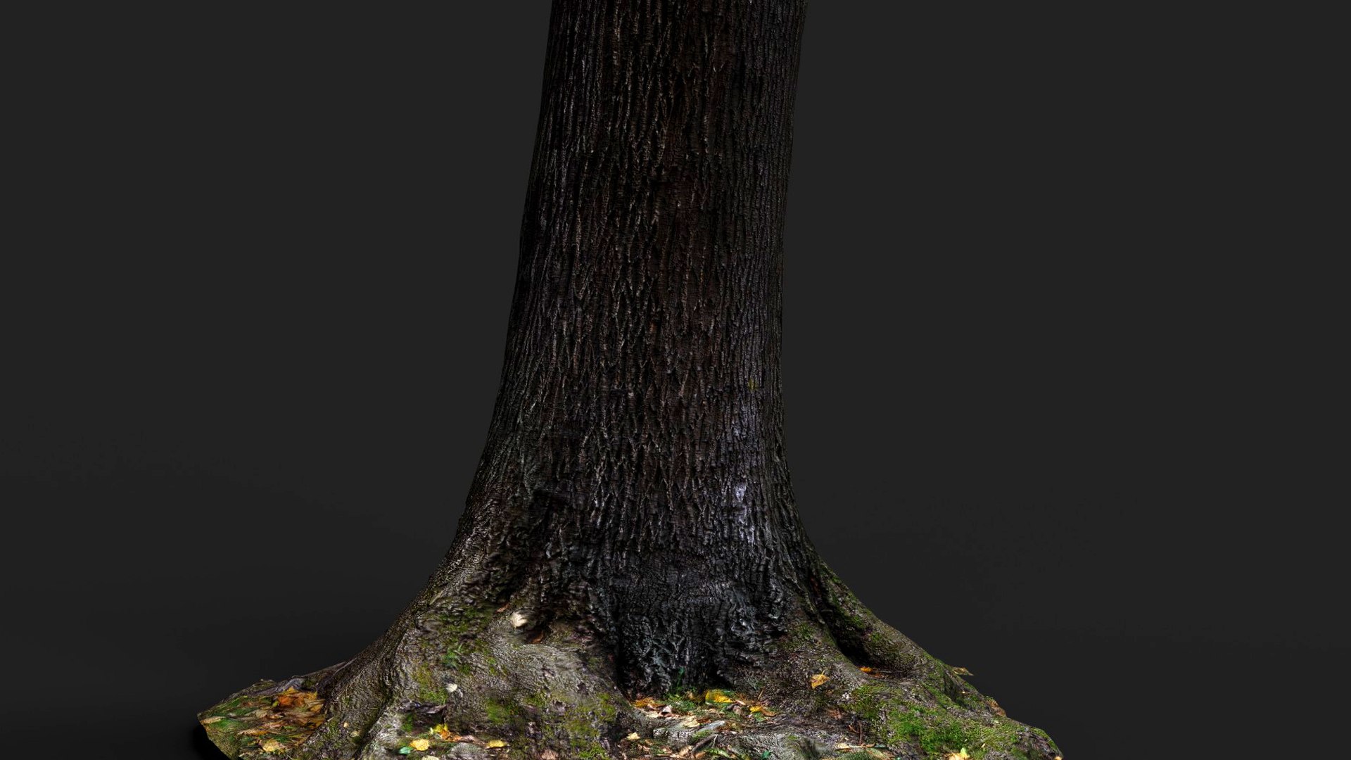 3D model tree bark wide trunk part PBR photogrammetry https://p.turbosquid.com/ts-thumb/Ue/o7iGds/wi/preview4/jpg/1756111224/1920x1080/fit_q87/438bf0aaad78ffd9349934603909bfcc81a4fb92/preview4.jpg