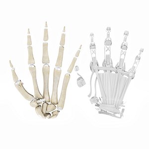 3D Hand bones with ligaments