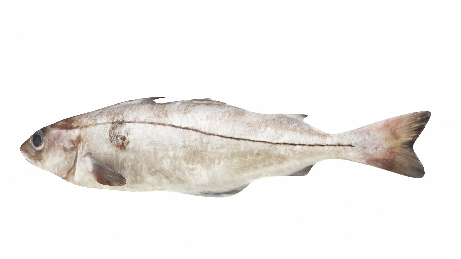 Haddock Fish 3D Model - TurboSquid 2380385