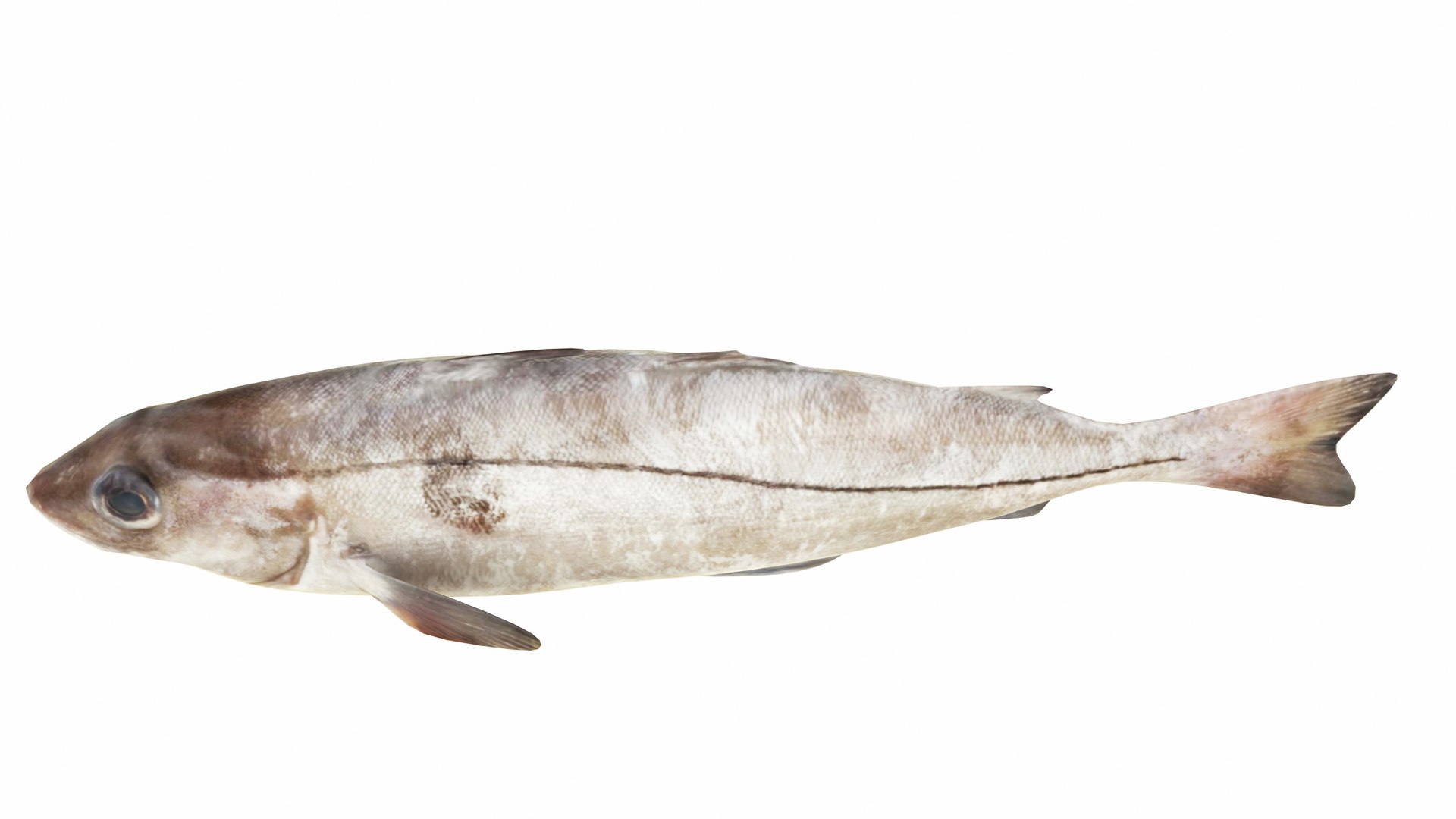 Fish 14 in 1 -Saltwater Fish 3D model https://p.turbosquid.com/ts-thumb/Uf/5pkjBr/RV/haddock5/jpg/1742698542/1920x1080/fit_q87/f0722dcb04dcf721796a0cf4b52299a48529ce93/haddock5.jpg