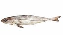 Haddock Fish