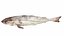 Underwater Animals Big Collection 34 in 1