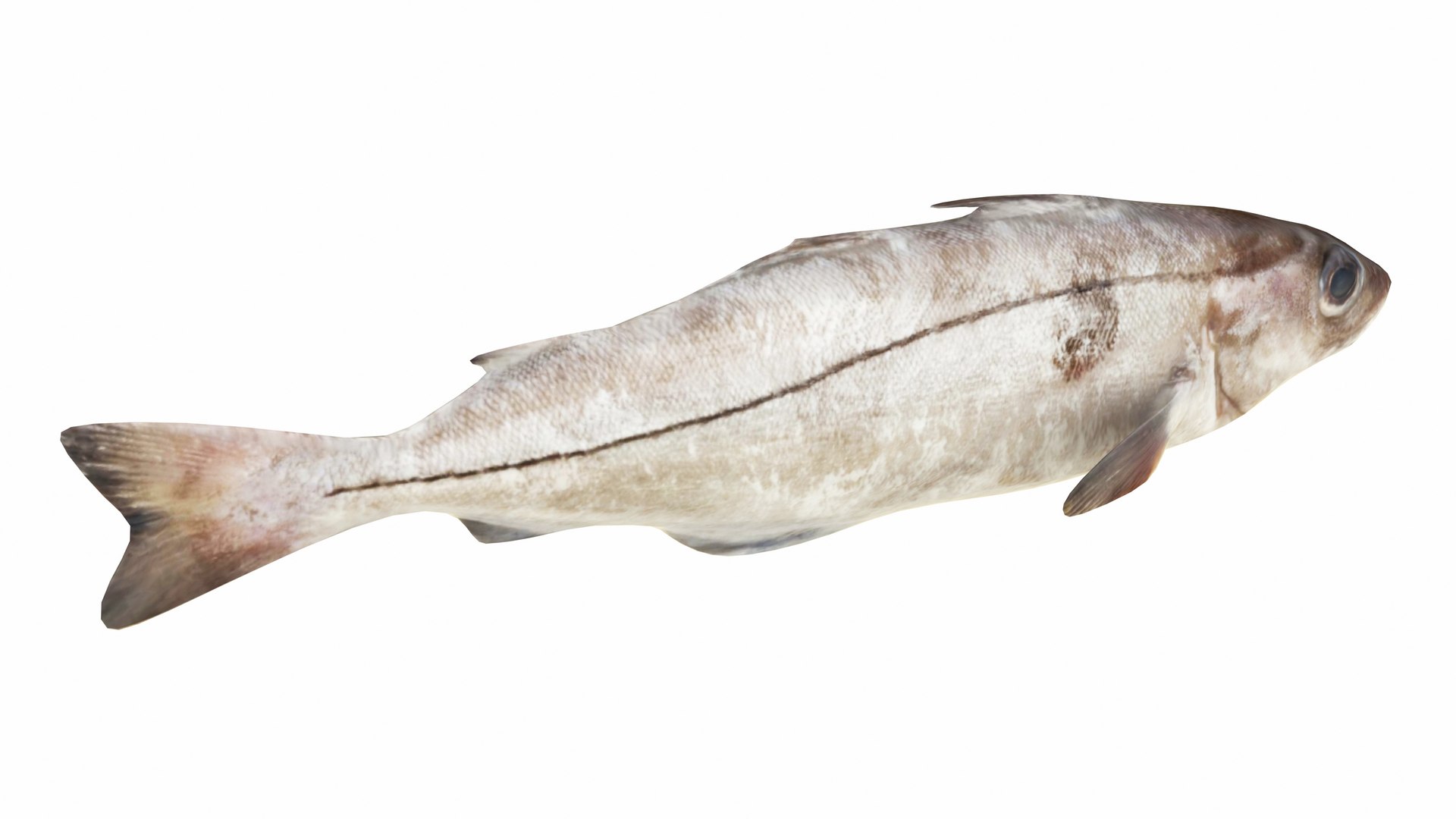 Haddock Fish 3D Model - TurboSquid 2380385