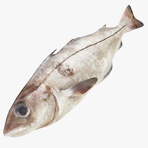Haddock Fish 3D model