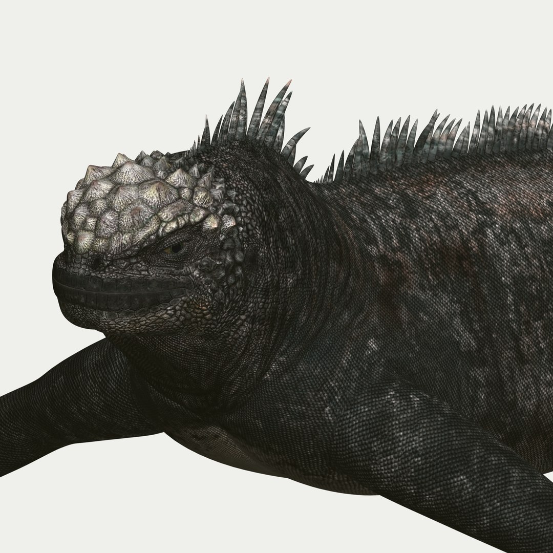 marine iguana 3d model https://p.turbosquid.com/ts-thumb/Uf/Iaog0W/3uIZMktN/i09/jpg/1406693146/1920x1080/fit_q87/a2ad092fed971ca62accb89dc3c9a232848a1975/i09.jpg