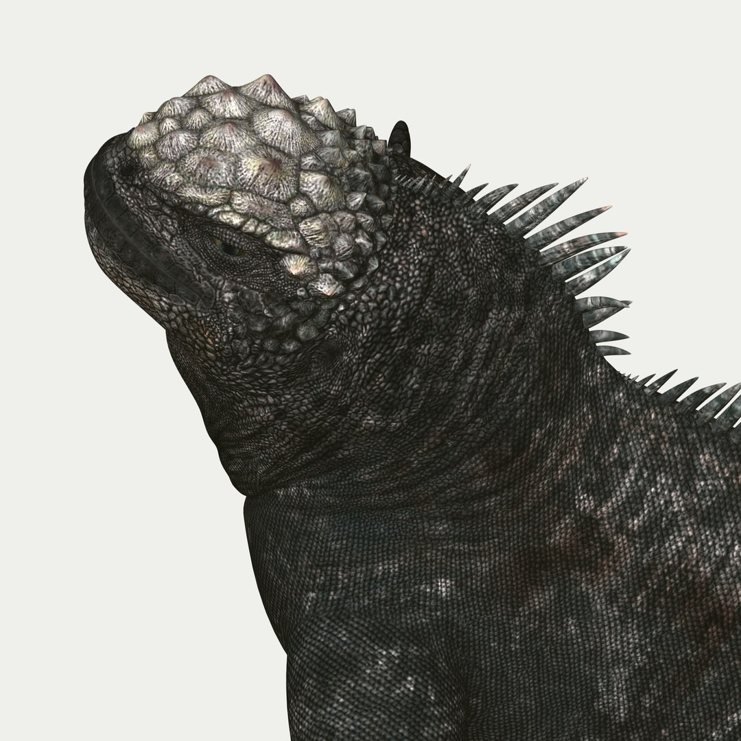 marine iguana 3d model https://p.turbosquid.com/ts-thumb/Uf/Iaog0W/6aXArGp9/i52/jpg/1406693147/1920x1080/fit_q87/047655c79b7cf591eff8762d9d53af9ae5f6bf2a/i52.jpg