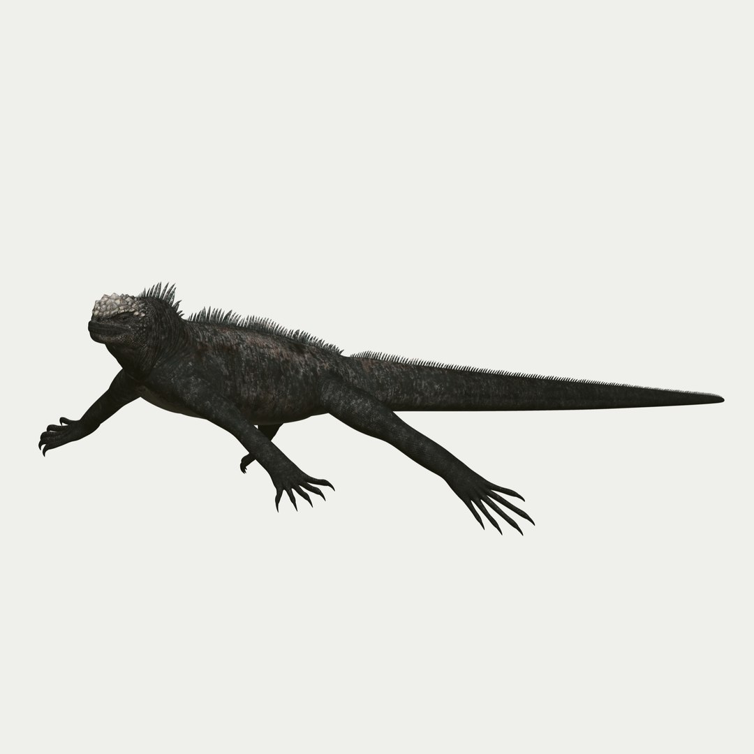 marine iguana 3d model https://p.turbosquid.com/ts-thumb/Uf/Iaog0W/9UX0MrPn/i20/jpg/1406693146/1920x1080/fit_q87/3e67304579e7f93d0f384c8f55d20c8dcef48d2e/i20.jpg