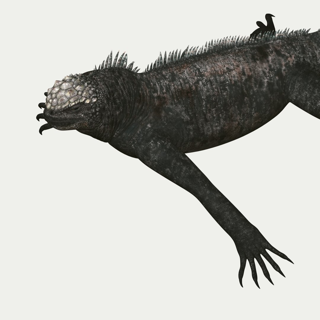 marine iguana 3d model https://p.turbosquid.com/ts-thumb/Uf/Iaog0W/B1rAqDXt/i19/jpg/1406693146/1920x1080/fit_q87/d0a3c28eba0dc0e5d20e81e39c5f4c6e71373981/i19.jpg