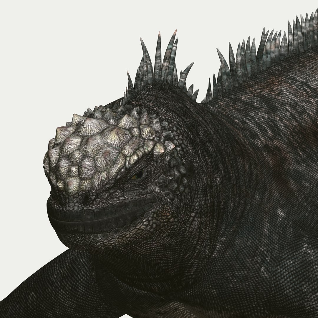 marine iguana 3d model https://p.turbosquid.com/ts-thumb/Uf/Iaog0W/BmknujLn/i02/jpg/1406693146/1920x1080/fit_q87/726cf8ab82024235b8a5389f352bf20a8172d159/i02.jpg