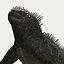 Iguane marin