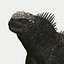 Iguane marin