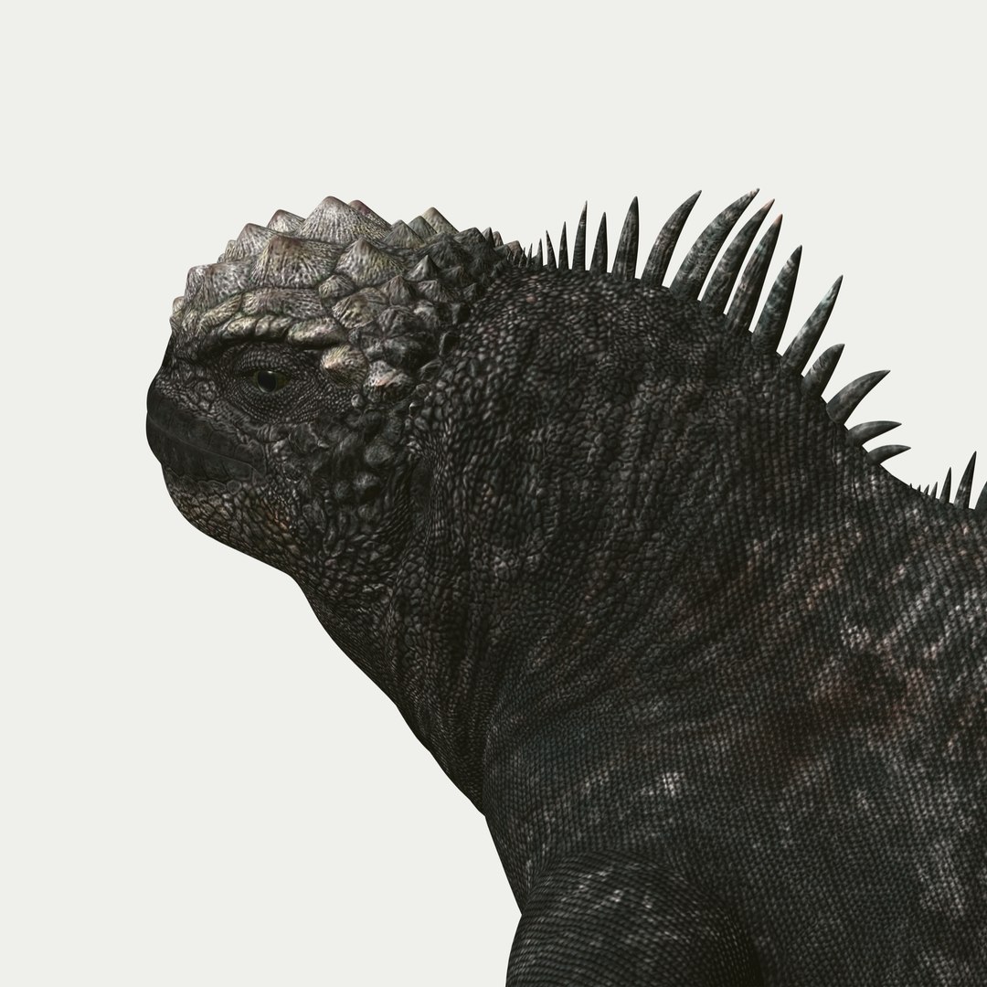marine iguana 3d model https://p.turbosquid.com/ts-thumb/Uf/Iaog0W/LLlwCnJh/i04/jpg/1406693146/1920x1080/fit_q87/f2793b5dd049bf2576630550a7467576eec3f922/i04.jpg