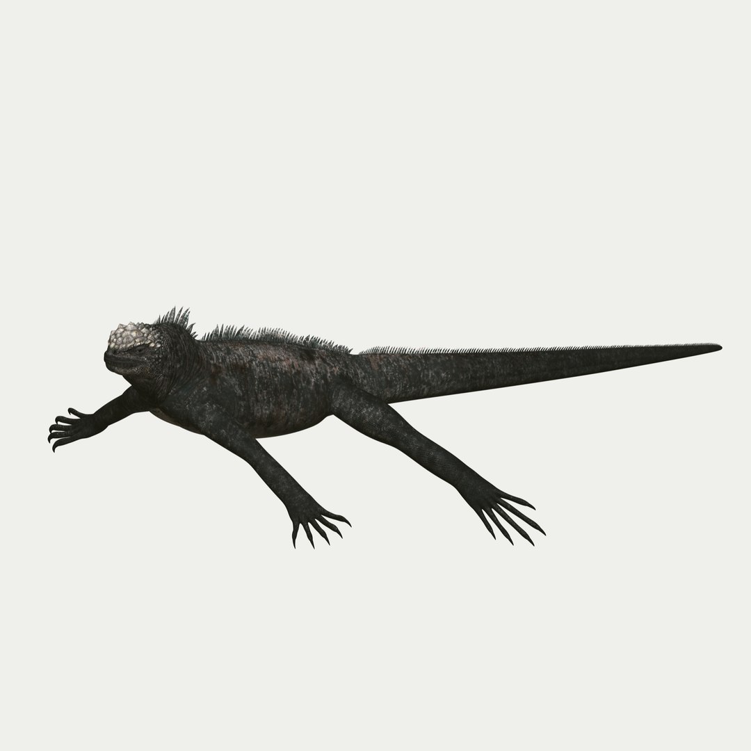 marine iguana 3d model https://p.turbosquid.com/ts-thumb/Uf/Iaog0W/OamHnMhX/i53/jpg/1406693147/1920x1080/fit_q87/02ec9d5316f0d973c1e834cc8fa1af6b989ddfd6/i53.jpg