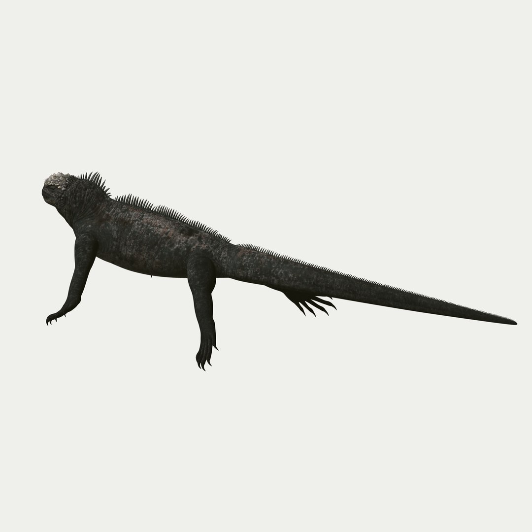 marine iguana 3d model https://p.turbosquid.com/ts-thumb/Uf/Iaog0W/OgeXYLzT/i05/jpg/1406693146/1920x1080/fit_q87/ff2225544d2b8a413a739ff99455939f76f86183/i05.jpg